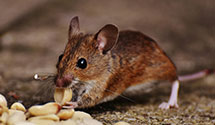 24 Hour & Emergency Exterminators in Keen Mountain, VA